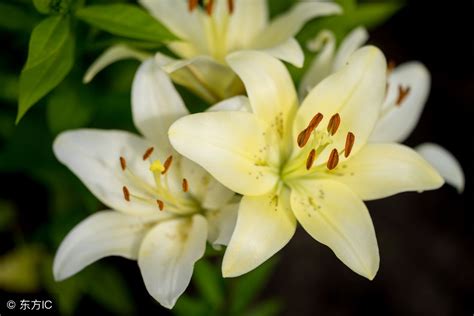 百合花的功效|百合花的功效与作用、禁忌和食用方法